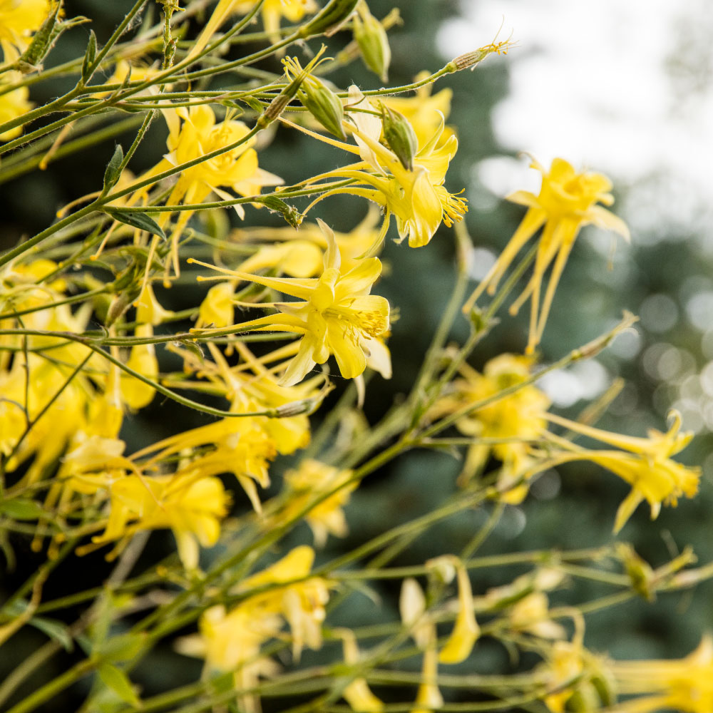 best landscaping for colorado