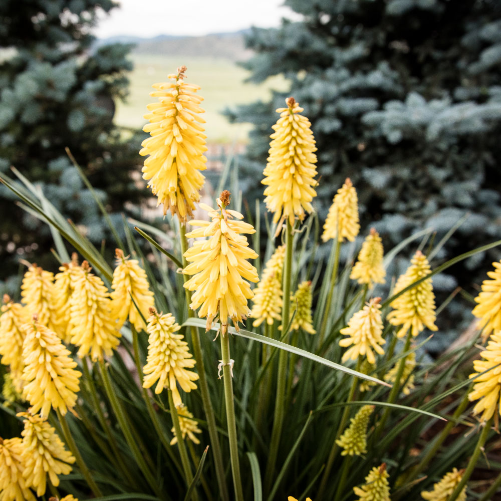 landscaping company near me