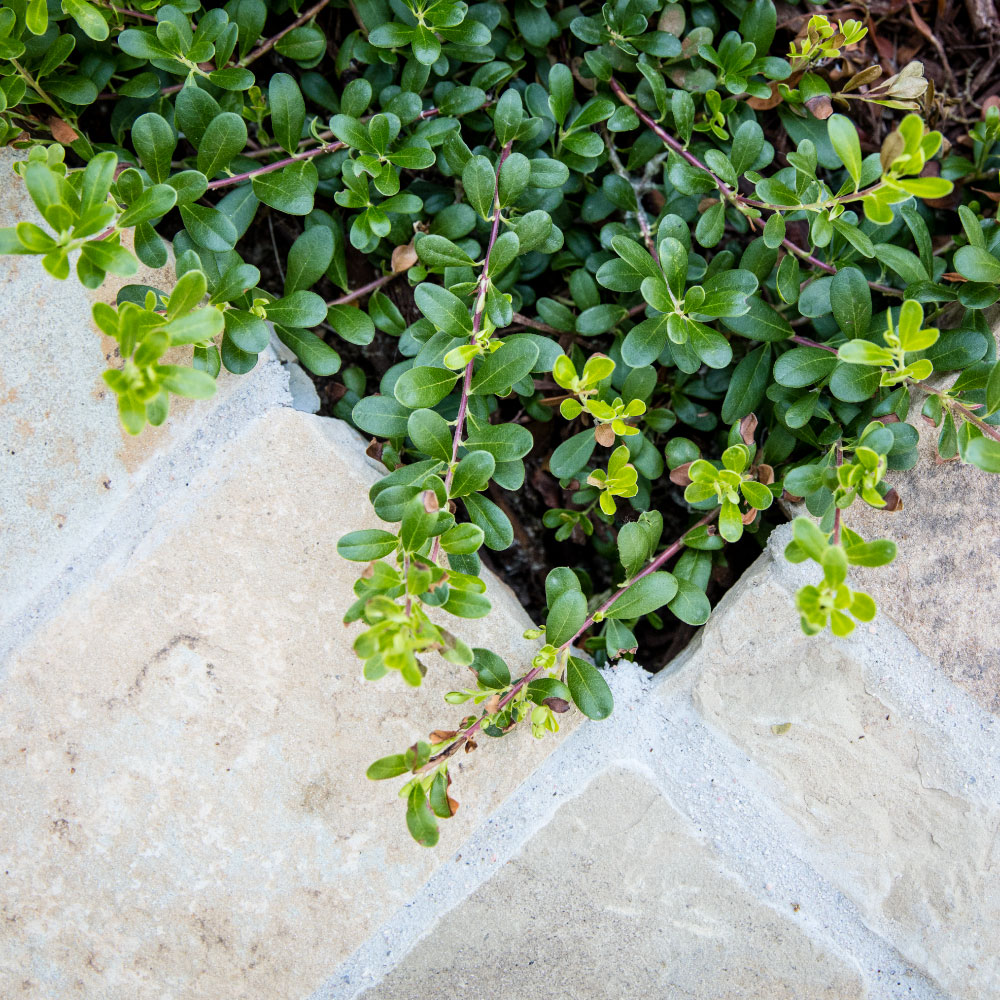 landscaping littleton