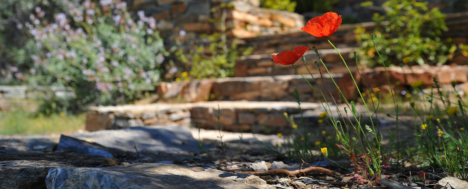 landscaping-blog landscaping blog